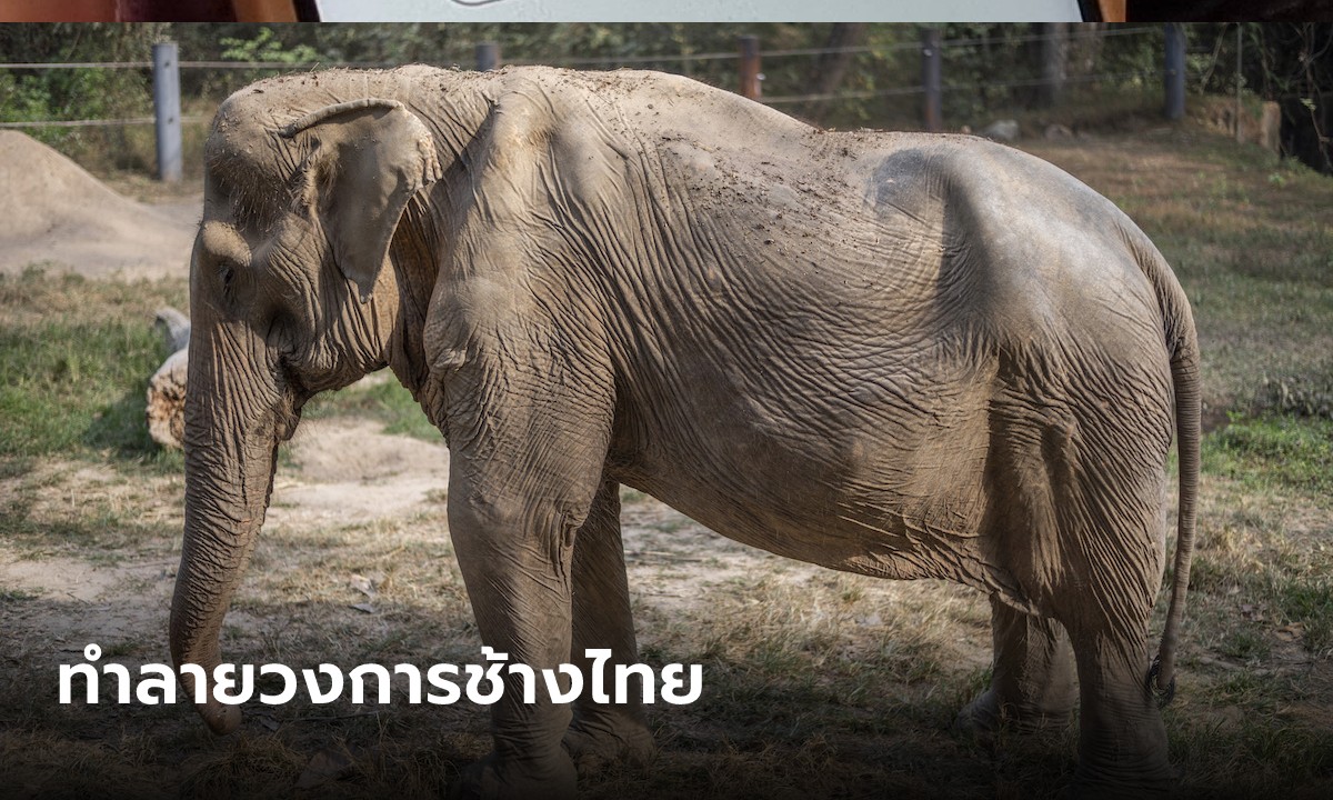 ปางช้างเดือด ดราม่า "ช้างไพลิน" ถูกบิดเบือน หมองง ไม่เคยเจอเคสแบกจนหลังหัก